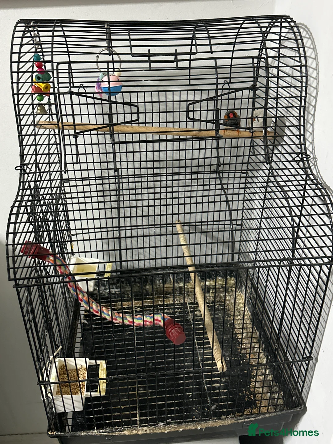 Finches birds for sale: Finches  - Advert 4