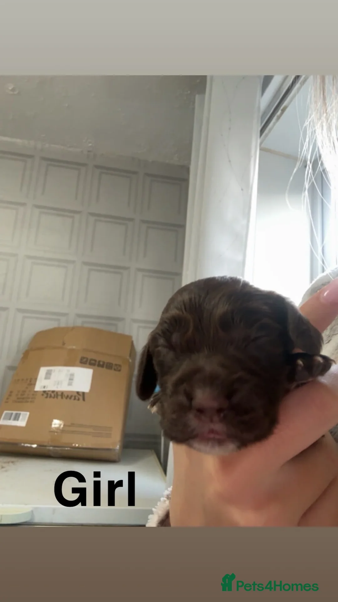 Sprocker dogs for sale: Sprocker puppies - Advert 2