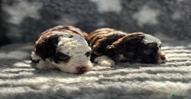 Toy Poodle dogs - Advert 7