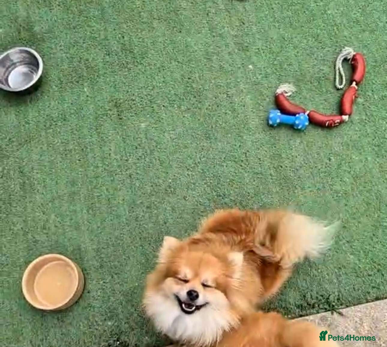 Pomeranian dogs beautiful 10 week old female Pomeranian puppy🤎 - Advert 3