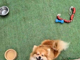 Pomeranian dogs beautiful 10 week old female Pomeranian puppy🤎 - Advert 3