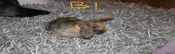 Mini Lop rabbits for sale: 5 Mini Lop x Mini Plush babies  - Advert 4