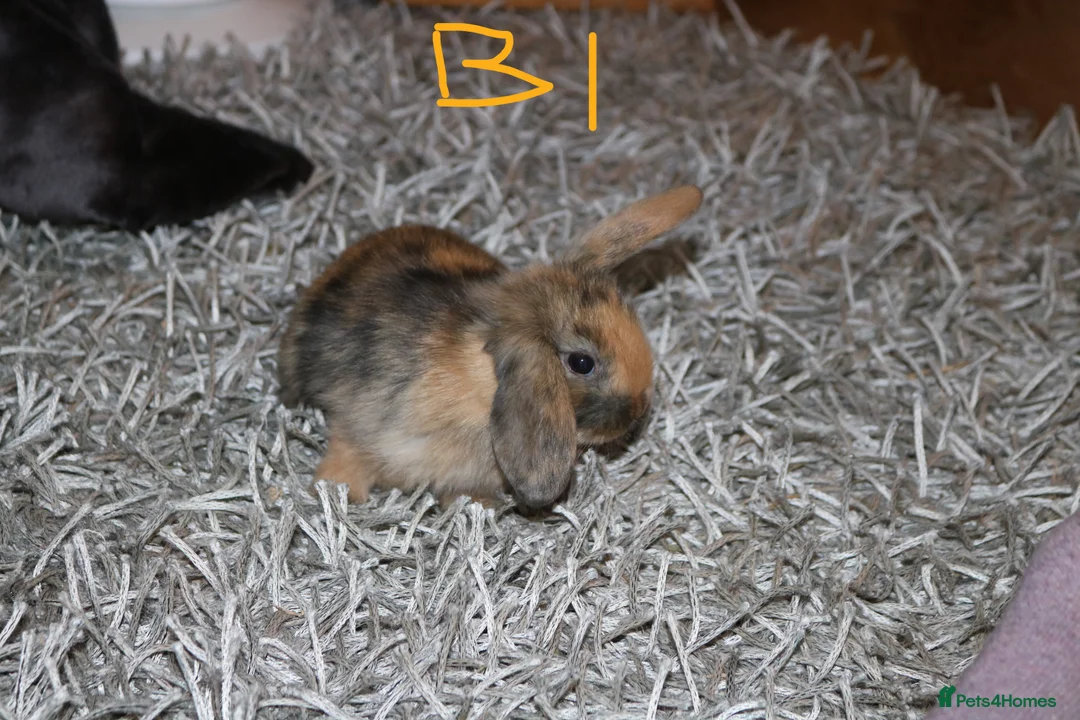 Mini Lop rabbits for sale: 5 Mini Lop x Mini Plush babies  - Advert 4
