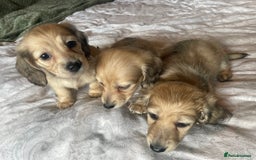 Miniature Dachshund dogs for sale: READY TO GO! Shaded Cream Long Haired Puppies - Image 14
