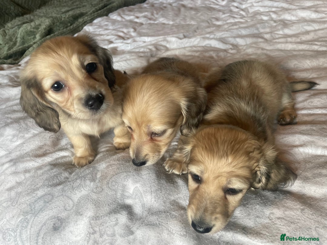 Miniature Dachshund dogs for sale: READY TO GO! Shaded Cream Long Haired Puppies - Image 14