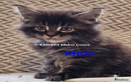 Maine Coon cats for sale: Quality Maine Coon kittens TICA registered  - Image 16
