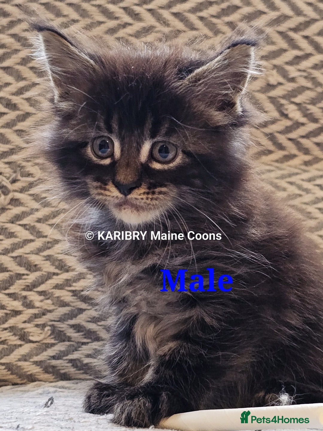 Maine Coon cats for sale: Quality Maine Coon kittens TICA registered  - Image 16