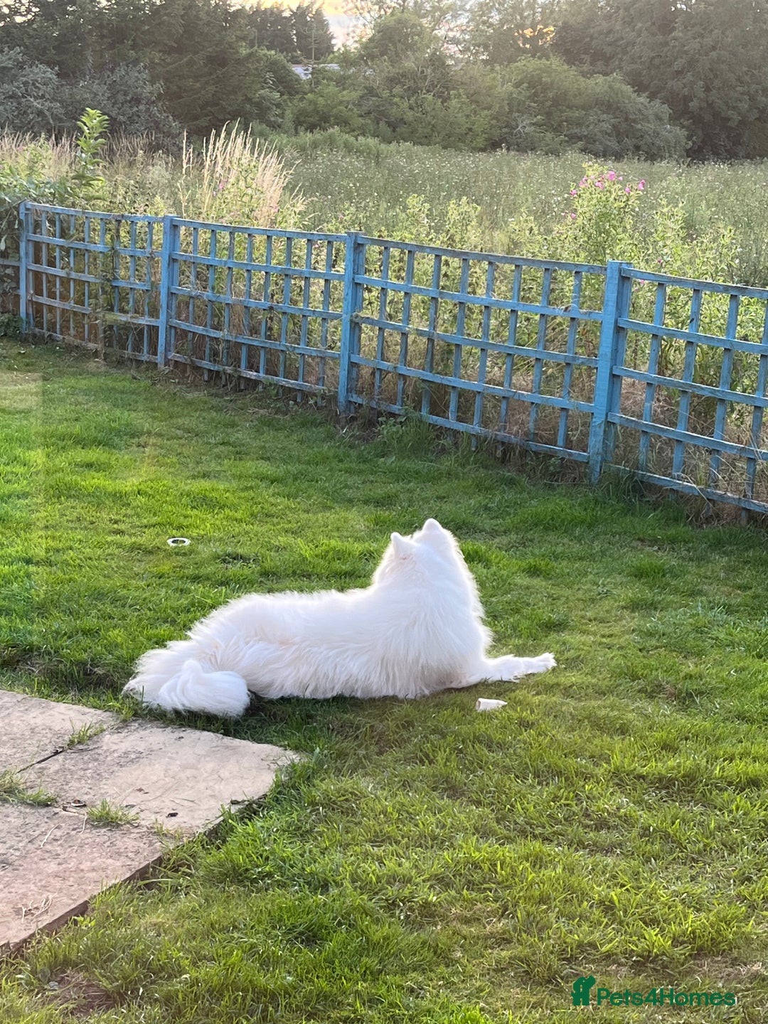 Samoyed dogs for sale: Samoyed - male - neutered  - Advert 6