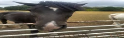Other Breed horses for sale: Range of horses and ponies for sale  in Harrogate - Advert 3