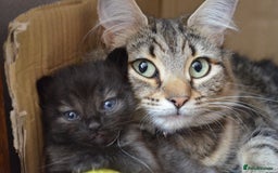 Mixed Breed cats for sale: Gorgeous female black smoke kitten 10 weeks old - Image 12