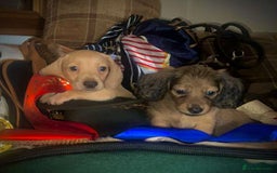 Miniature Dachshund dogs for sale: Pra clear mini smooth dachshund  - Image 10