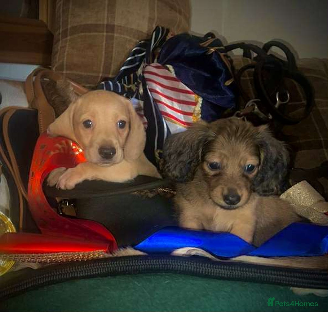 Miniature Dachshund dogs for sale: Pra clear mini smooth dachshund  - Image 10