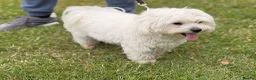Maltese dogs for sale: Two Beautiful Bichon Maltese Brothers  - Advert 7