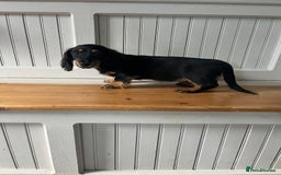 Dachshund dogs for sale: OUTSTANDING STANDARD LONGHAIR DACHSHUNDS - Image 4