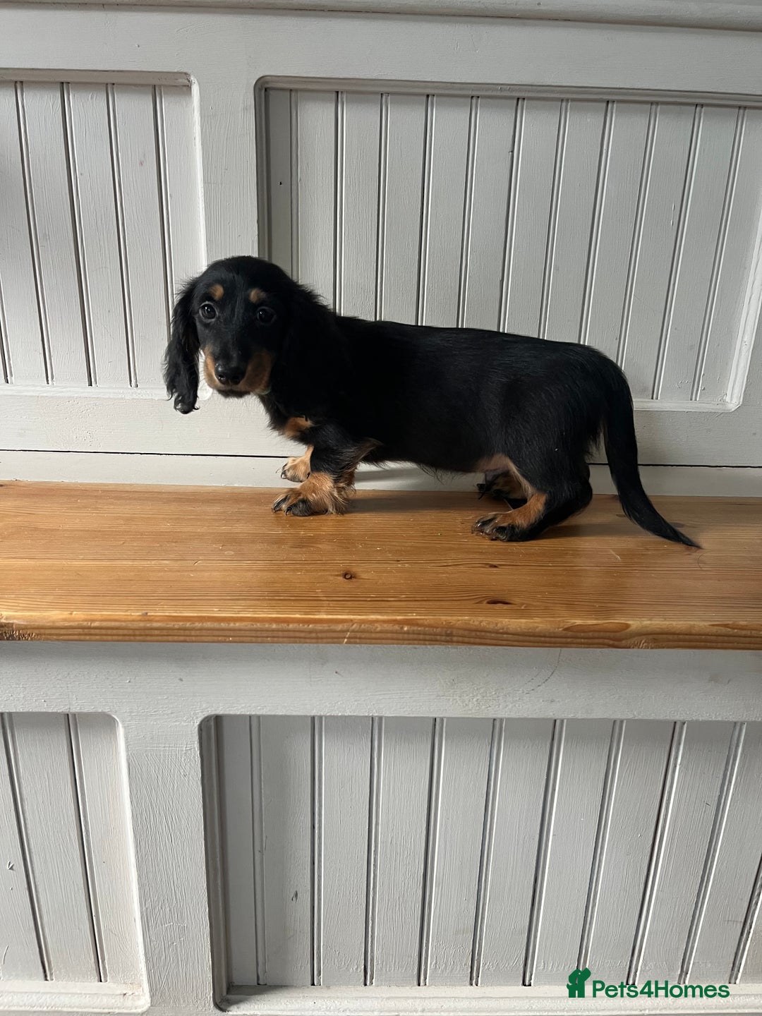 Dachshund dogs for sale: OUTSTANDING STANDARD LONGHAIR DACHSHUNDS - Image 4
