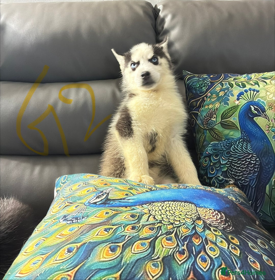 Siberian Husky dogs for sale: Pure Siberian claver huskies ready to go now 🐻‍❄️ - Advert 17