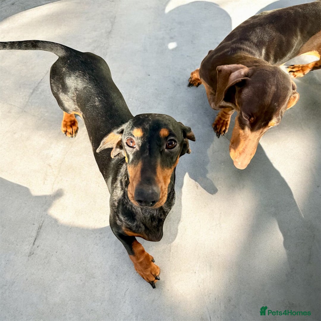 Dachshund dogs for sale: Adult KC Reg Standard Dachshunds  - Advert 1