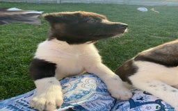 Akita dogs for sale: READY TO LEAVE American Akita puppies  in Newport - Image 7
