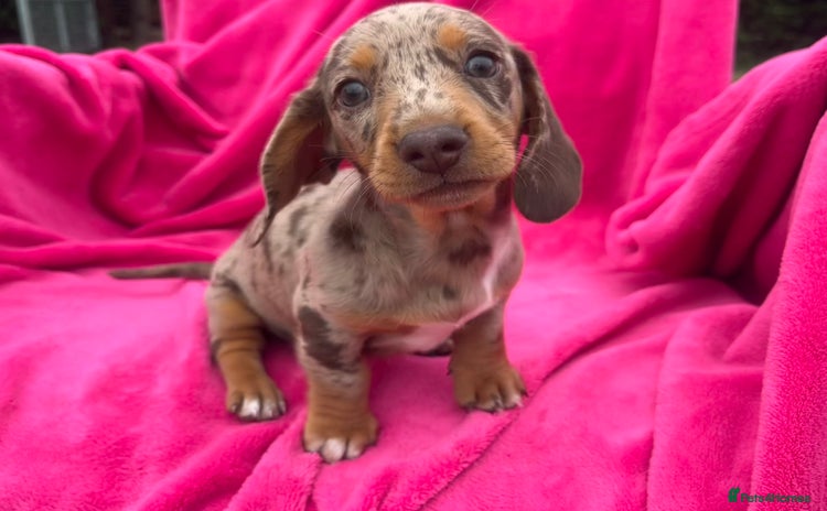 Miniature Dachshund dogs - Advert 7