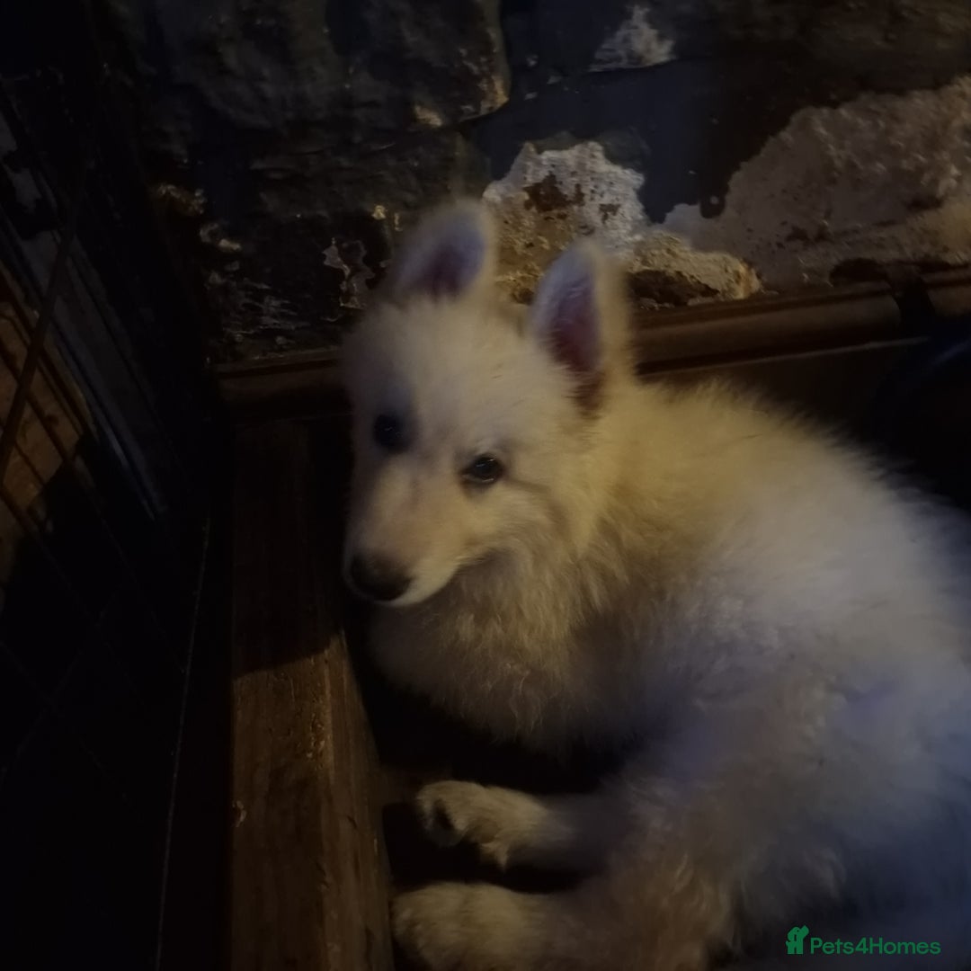 German Shepherd dogs for sale: Last white female German shepherd RTG in Nottingham - Image 4