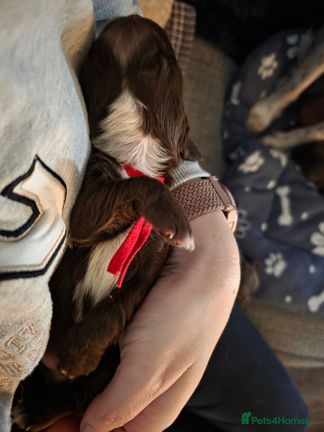 Cocker Spaniel dogs for sale: Beautiful Spaniel pups! - Advert 11