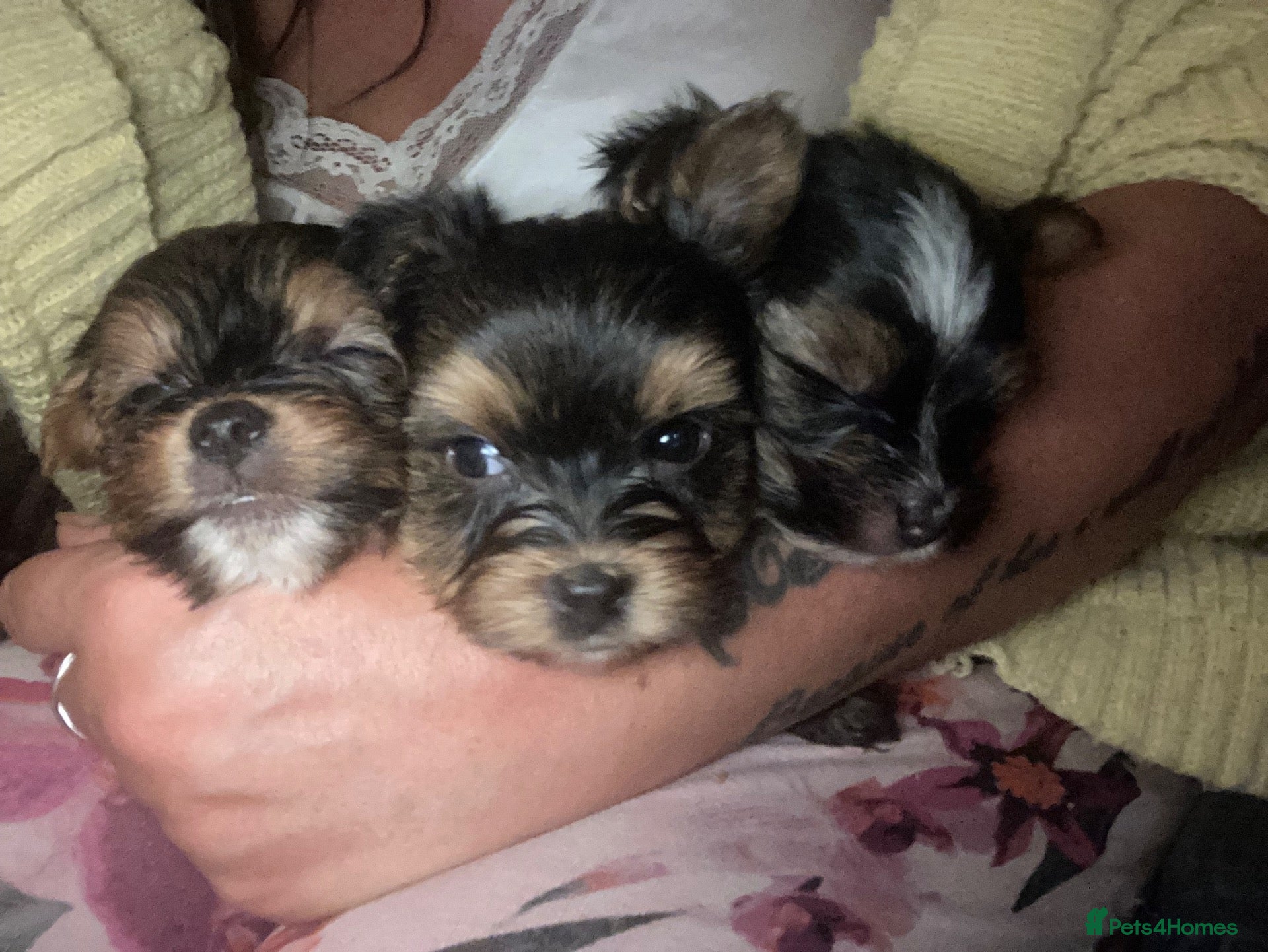 Mixed Breed dogs Biewer Yorkshire Terrier puppies  - Advert 1