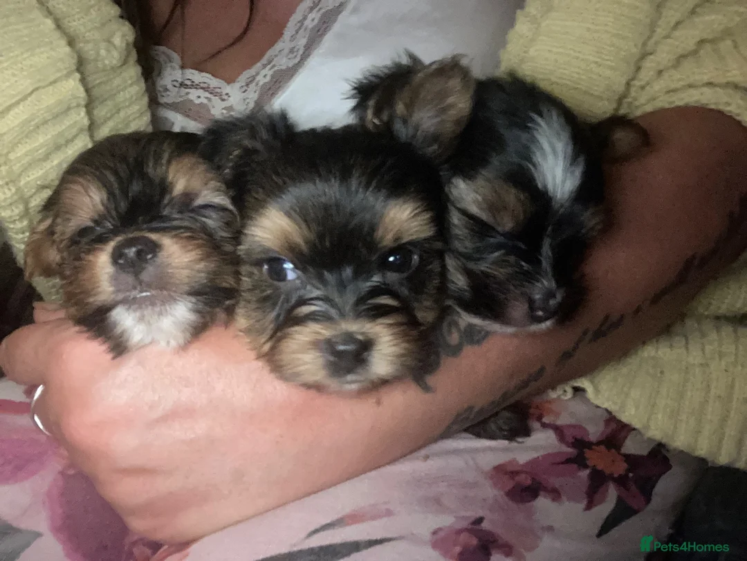 Mixed Breed dogs for sale: Biewer Yorkshire Terrier puppies  - Advert 1