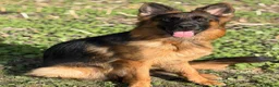 German Shepherd dogs for sale: German Shepherd Female - Advert 4
