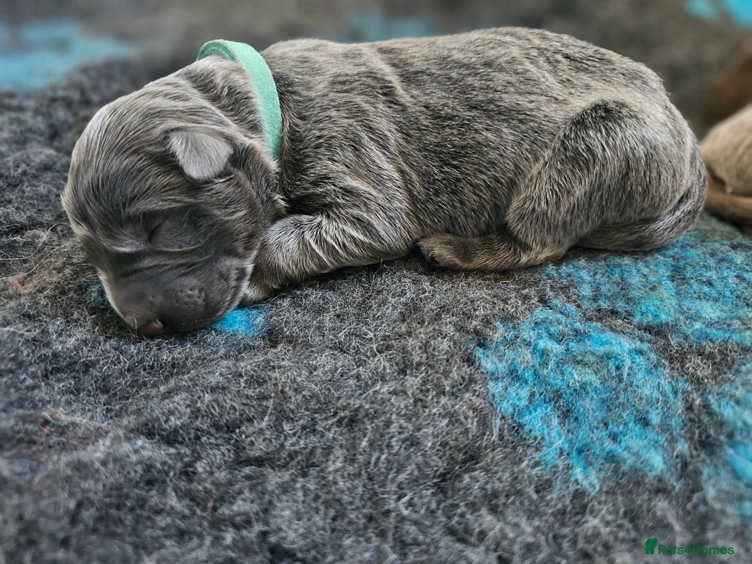 German Shepherd dogs for sale: 💠5 Beautiful healthy KC reg straight back GSP's💠 - Advert 27