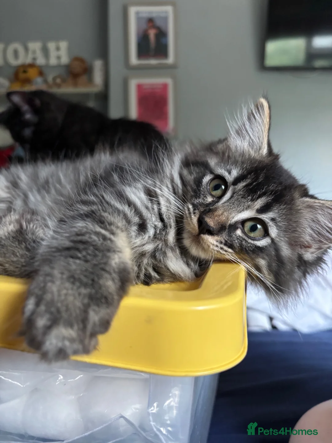 Ragdoll cats for sale: 3 ragdoll mix kittens  - Advert 1