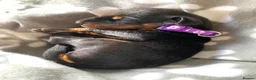 Dobermann dogs for sale: KC REGISTERED DOBERMAN PUPPIES - Advert 35