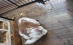 French Lop rabbits for sale: GENTLE GIANTS URGENTLY NEED NEW HOMES - Image 3
