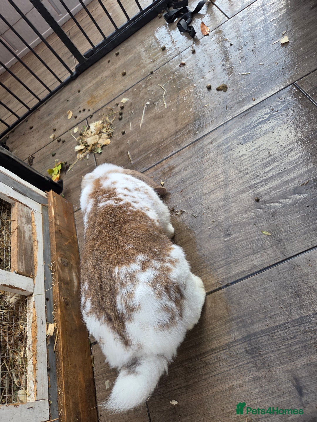 French Lop rabbits for sale: GENTLE GIANTS URGENTLY NEED NEW HOMES - Image 3