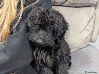 Cockapoo dogs 🐶 Black Girl (Tiny) 🐶 - Advert 2
