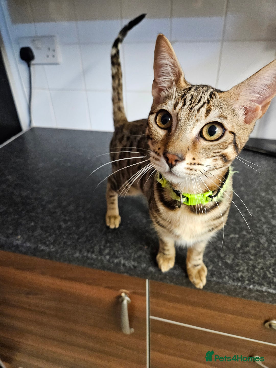 Bengal cats for sale: Silver/ mink bengals kittens  - Advert 17