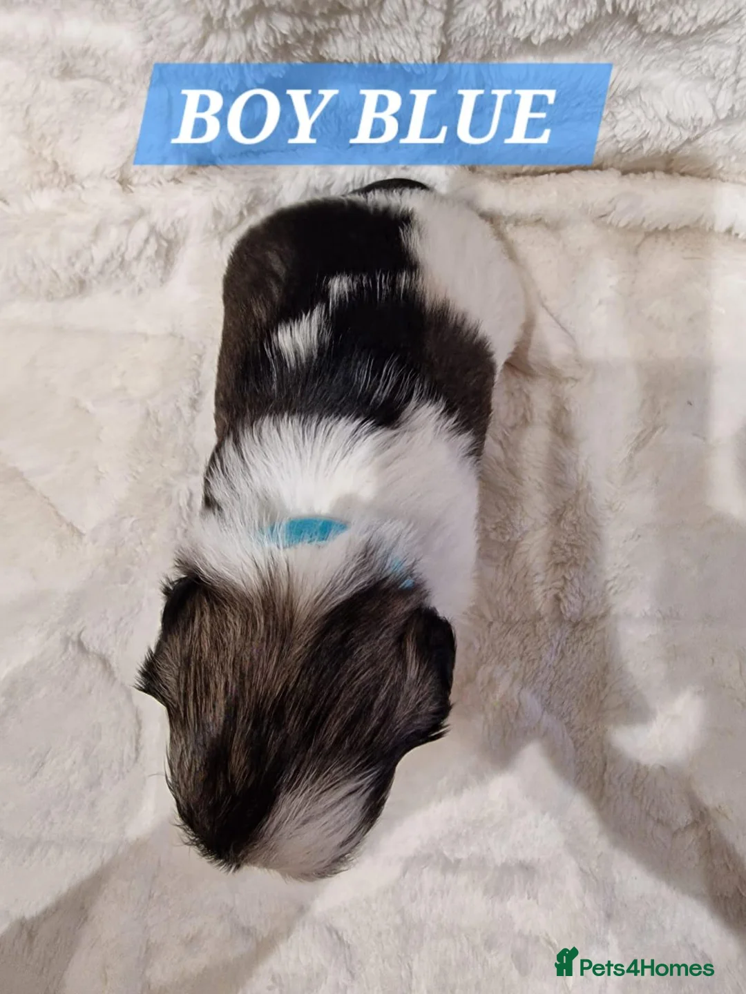 Shih Tzu dogs for sale: Pure bred shih tzu puppies in Cardiff - Advert 21