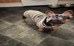 French Bulldog dogs for sale: Frenchi for sale beautiful markings 750  - Image 2