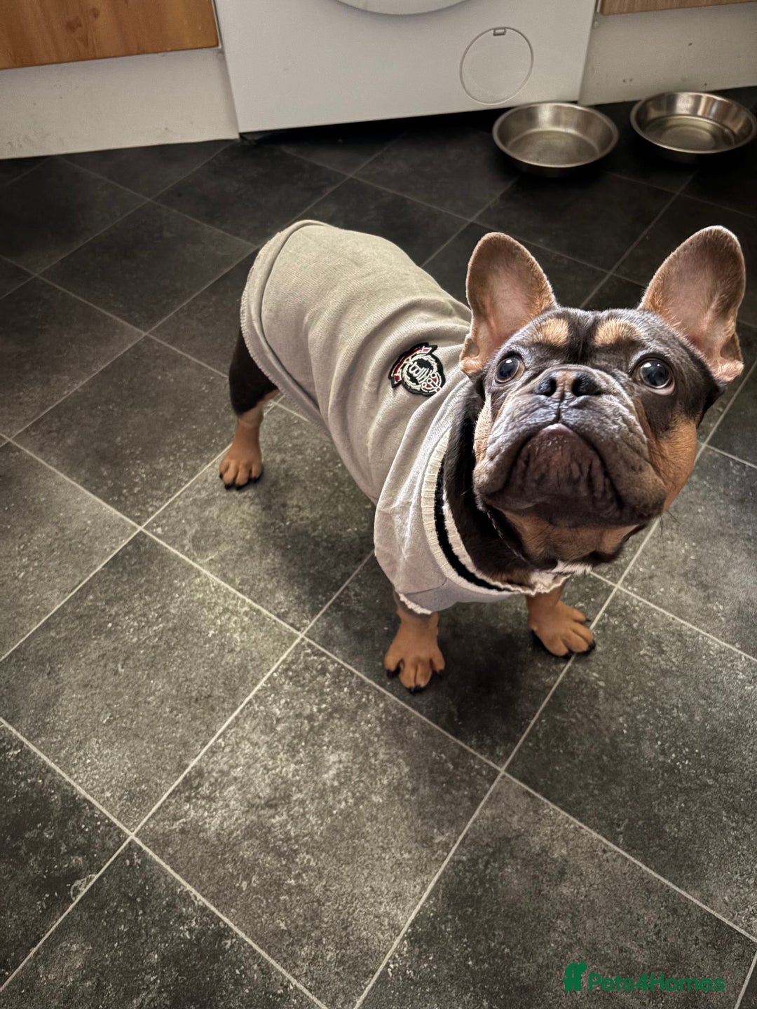 French Bulldog dogs for sale: Frenchi for sale beautiful markings 750  - Image 2
