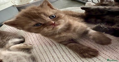 British Shorthair cats - Advert 5