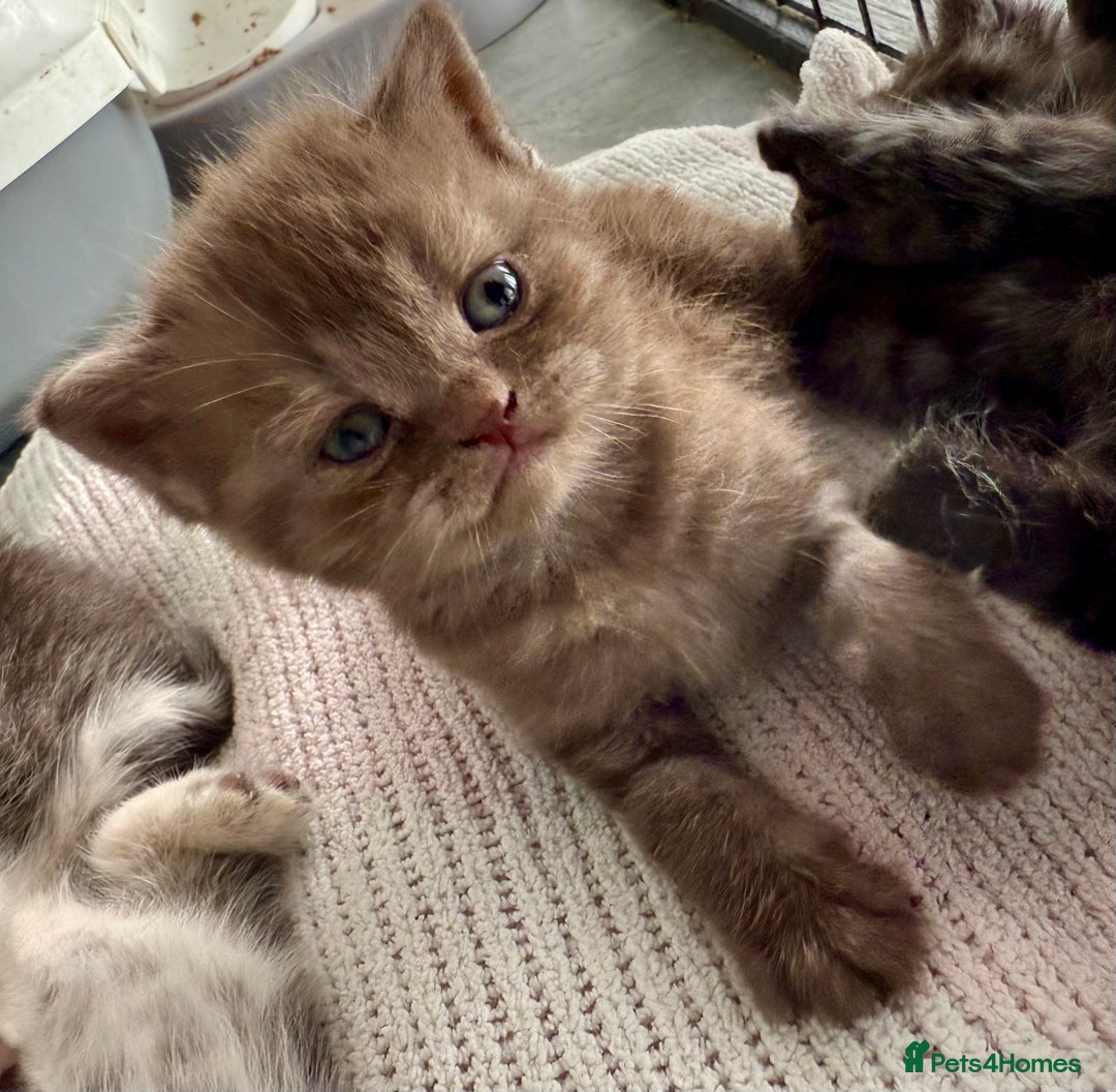 British Shorthair cats for sale: British Shorthhair Kittens  - Image 2