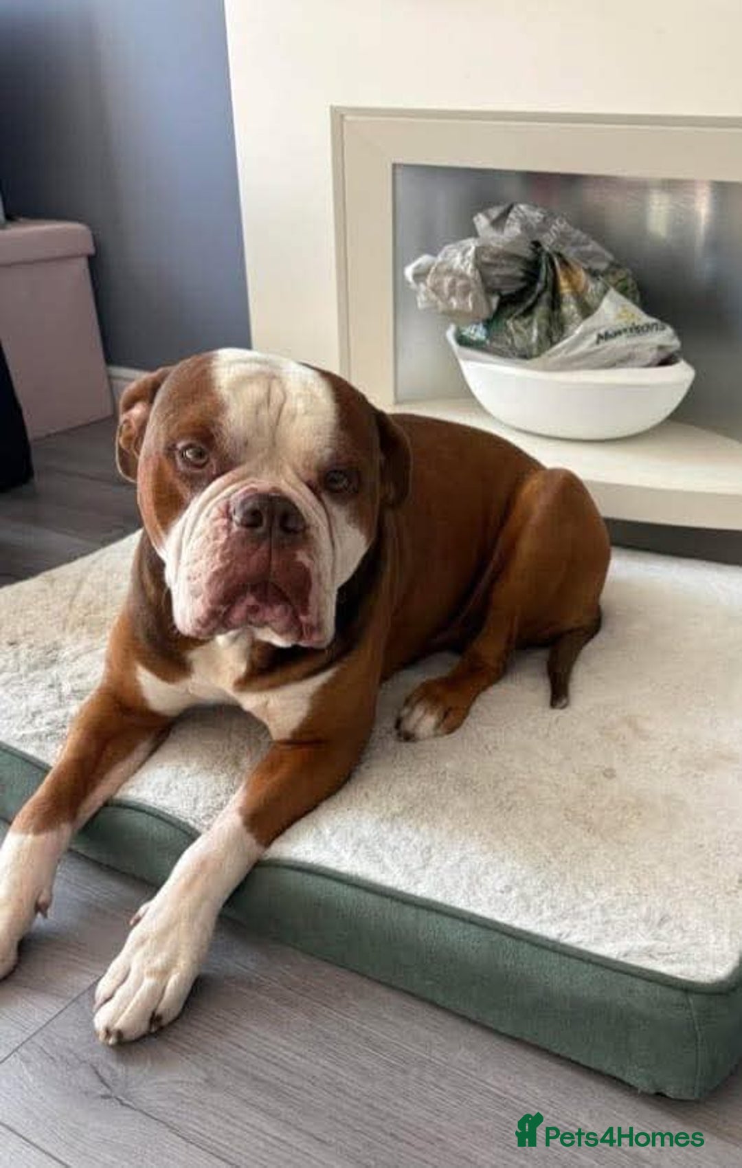 Mixed Breed dogs for adoption: Meet Tyson, currently residing in Hertfordshire  - Advert 9