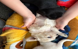 Mixed Breed dogs for sale: Mix breed pups - Image 3