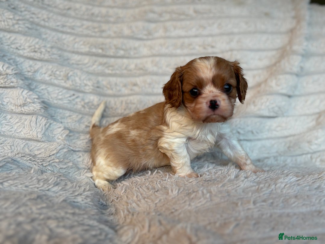 Cavalier King Charles Spaniel dogs for sale: Cavalier King Charles spaniel puppies - Advert 7