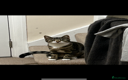 Bengal cats for sale: ****** for rehoming  - Image 7