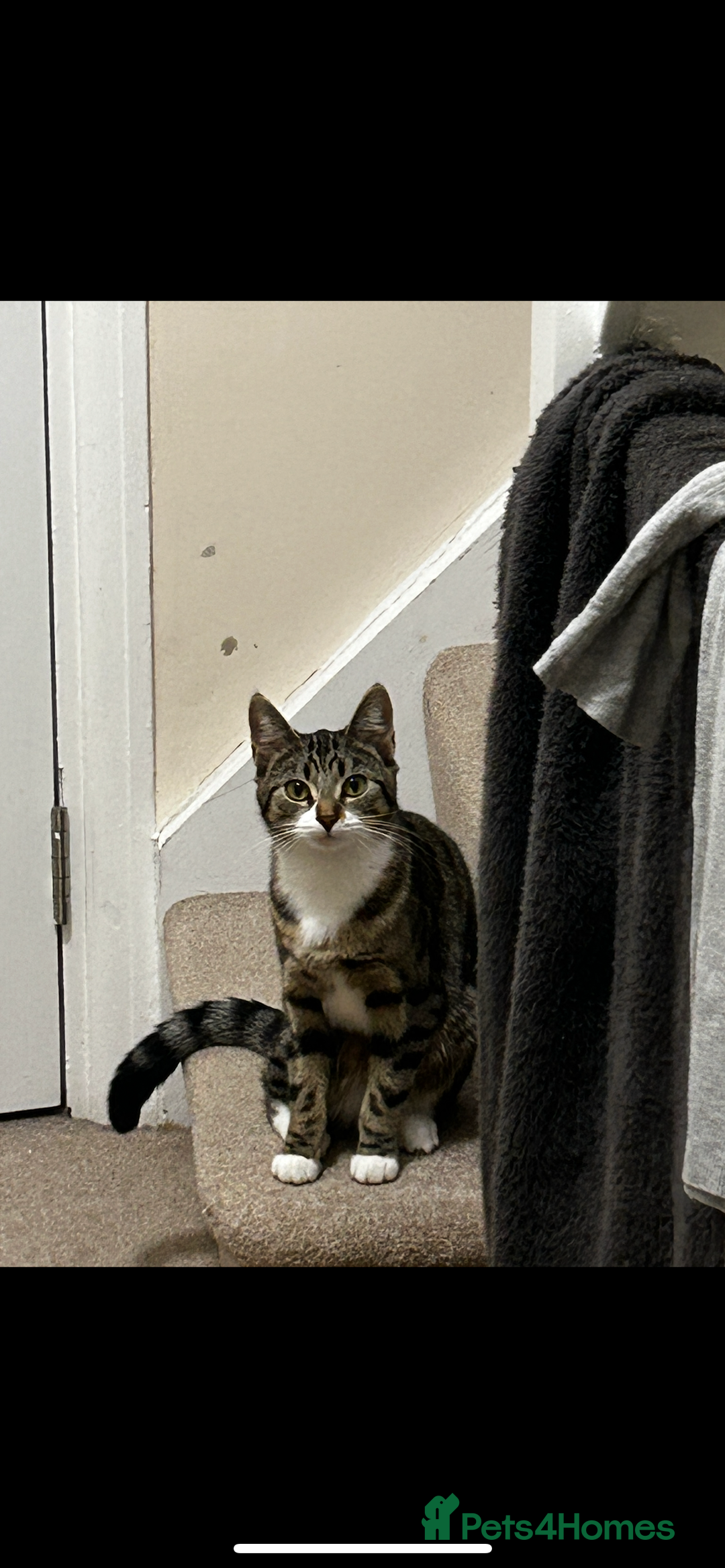 Bengal cats for sale: ****** for rehoming  - Image 7