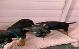 Border Terrier dogs for sale: Border terrier pups - Image 5