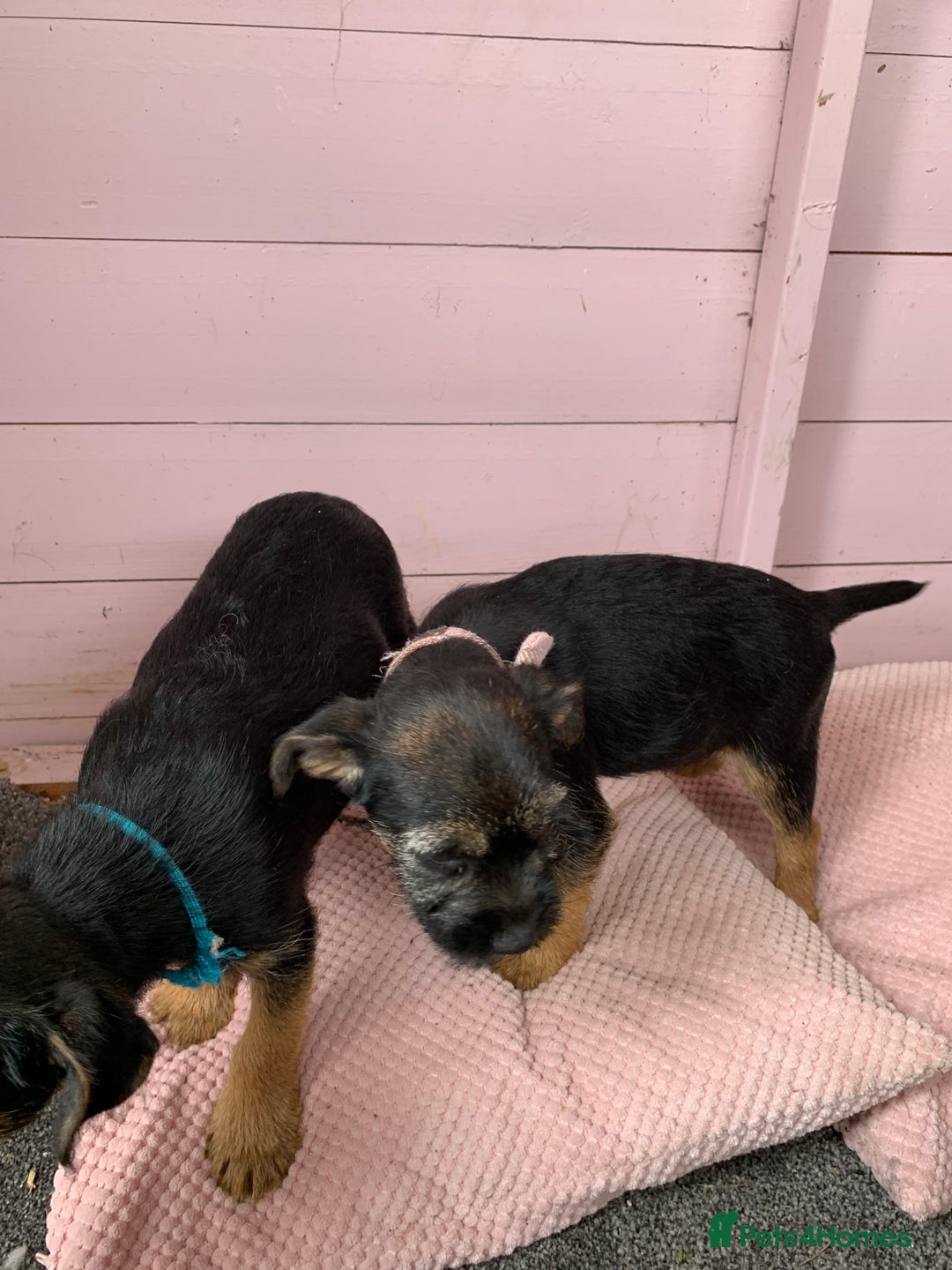 Border Terrier dogs for sale: Border terrier pups - Image 5