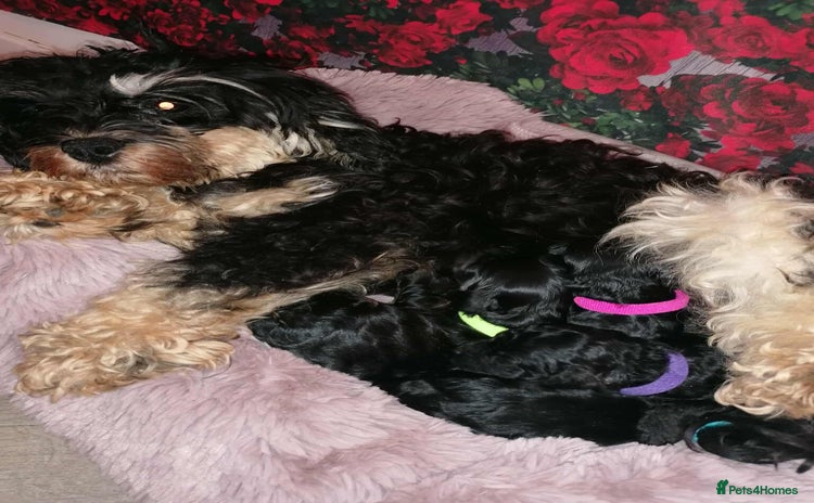 Cavapoo dogs - Advert 2
