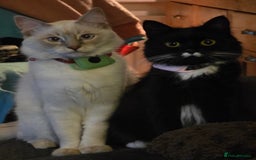 Ragdoll cats for sale: Ragdoll dad Persian cross mum - Image 10