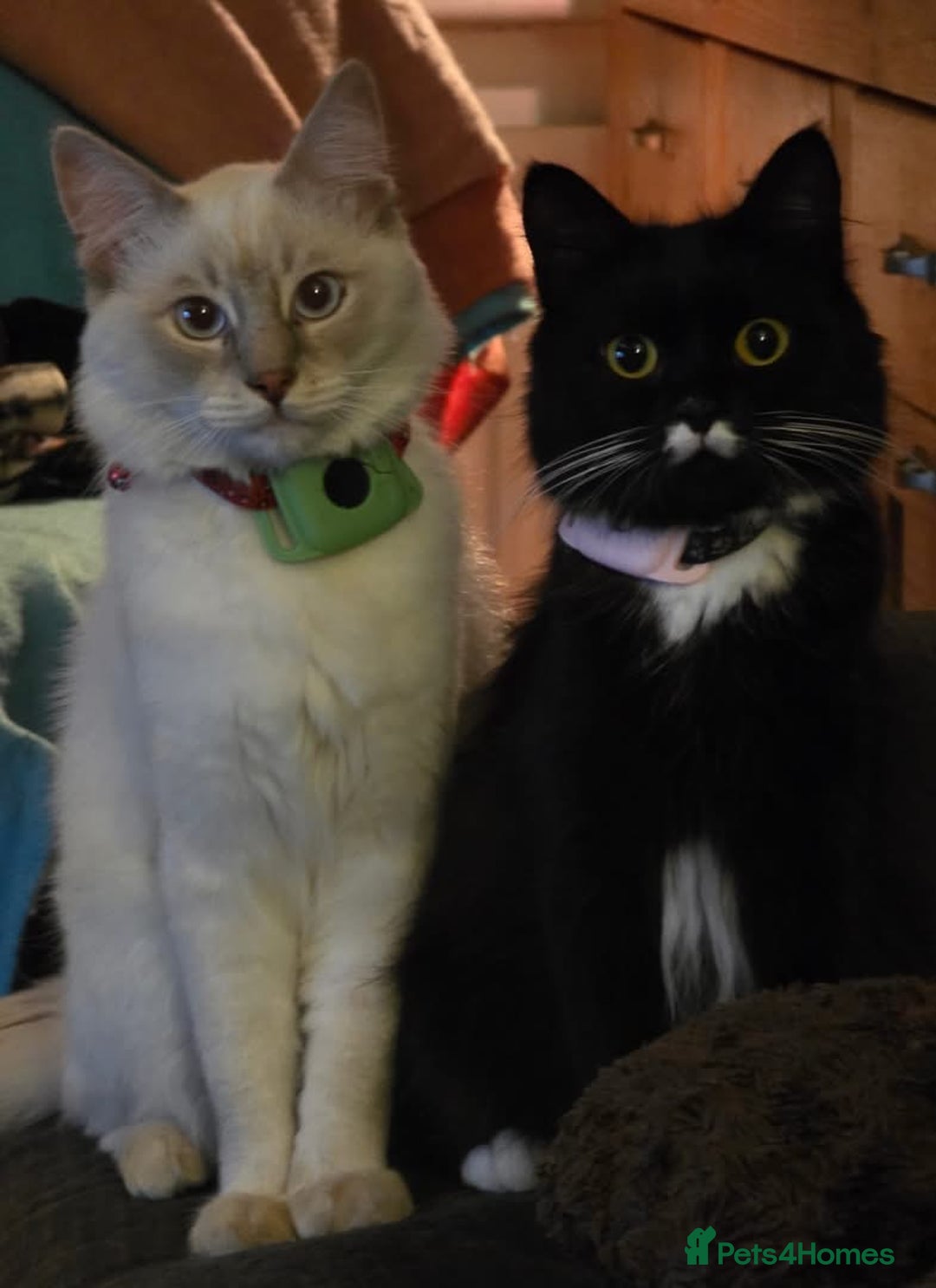 Ragdoll cats for sale: Ragdoll dad Persian cross mum - Image 10